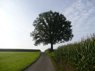 Einsamer Baum auf Wiede am Horizont clipart