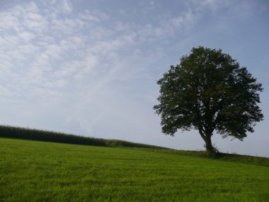 Einsamer Baum.