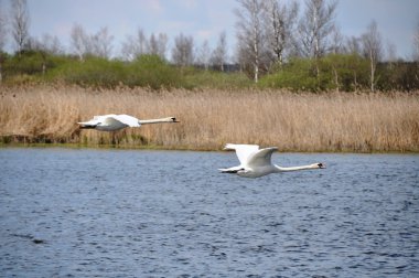 Schwan - ausschnitt im detay