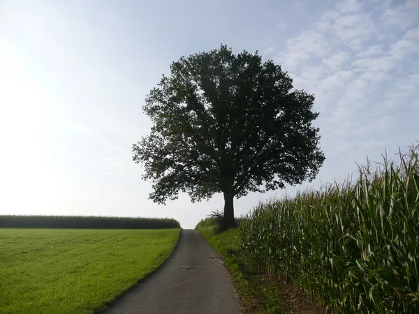 Einsamer Baum Auf Wiede Horizont — Stock Photo, Image