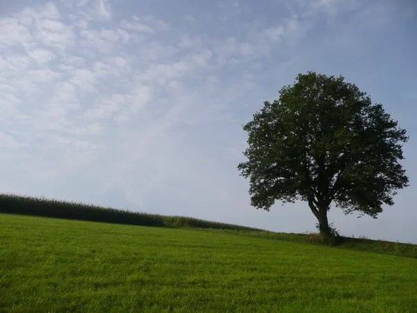 Einsamer Baum — Fotografia de Stock