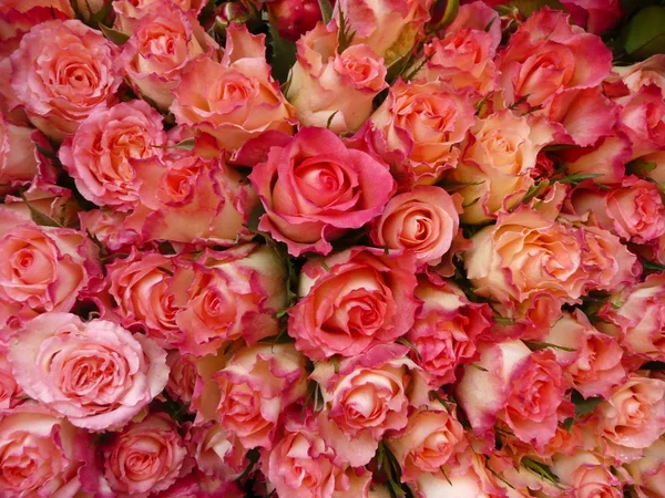 Rosen rosae — Foto de Stock