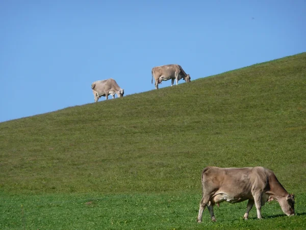 Allgäuer Kühe Auf Bergwiese Horizont — Stock Photo, Image