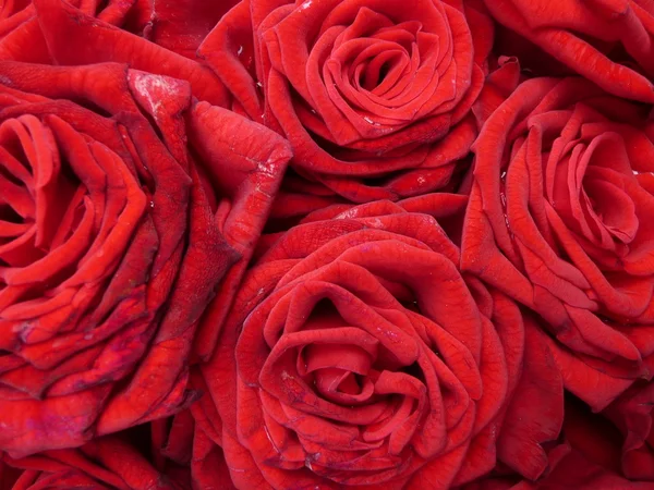 Rote Rosen Formatfüllend — Stockfoto