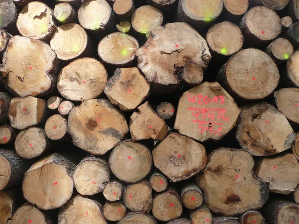 Holzstämme — Stock fotografie