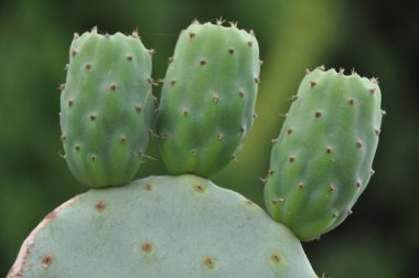 kaktüs - opuntia ficus-indica