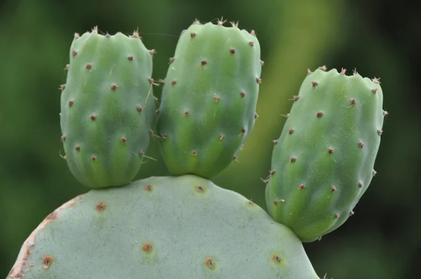 Cactus - opuntia ficus-indica — Stockfoto