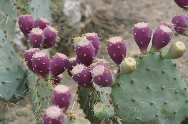 Kaktus - opuntia ficus indica — Zdjęcie stockowe