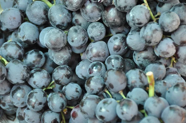 stock image Blue grapes