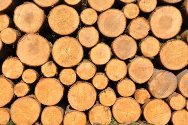 Timber logs clipart