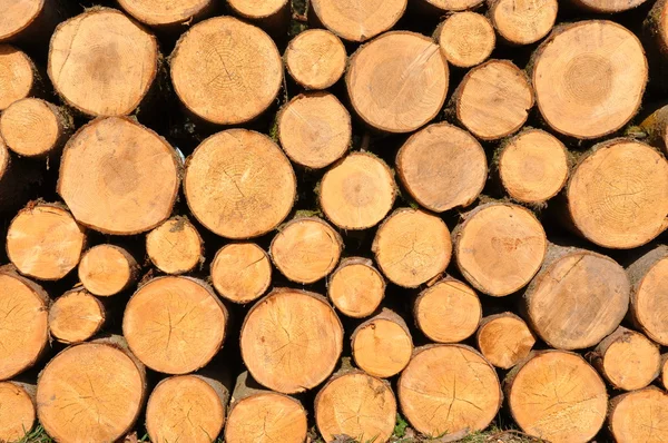 Timber logs — Stock Photo, Image