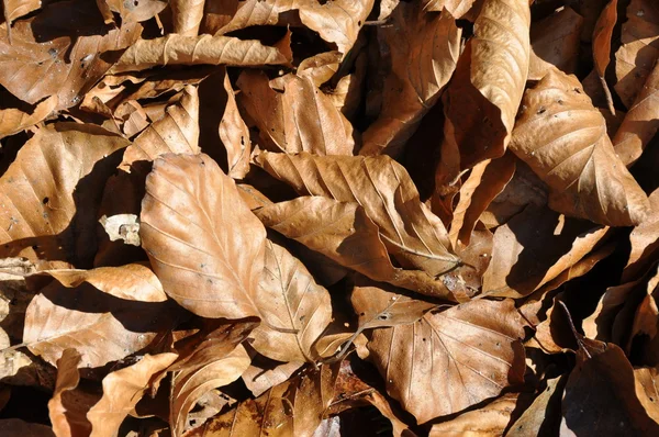 stock image Brown leaves