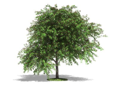 Cherry tree on a white background. It's 3D image. clipart