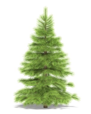 Small spruce on a white background. It's 3D image. clipart