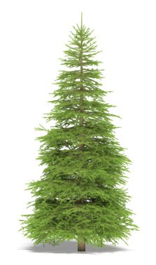 Big spruce on a white background. It's 3D image. clipart