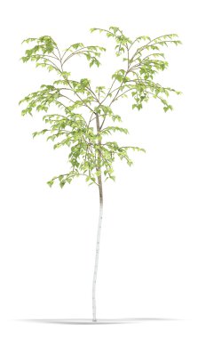 Birch clipart