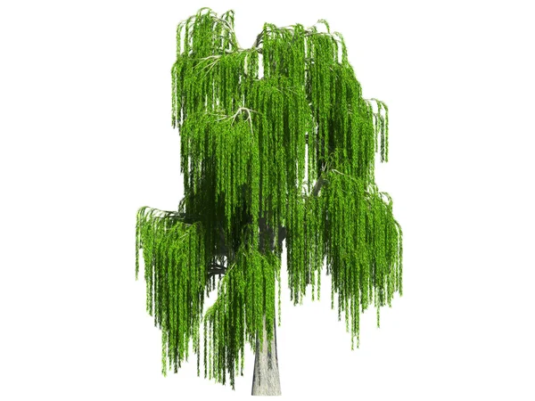 Willow in summer — Stock Photo, Image