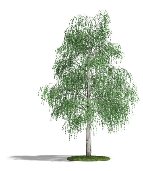 Birch on a white background. It's 3D image.