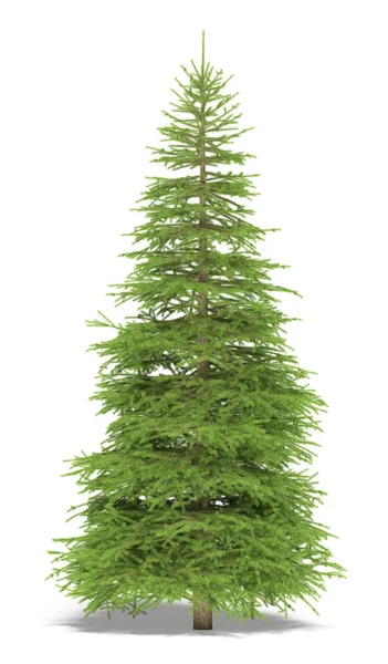 stock image Big spruce on a white background. It's 3D image.