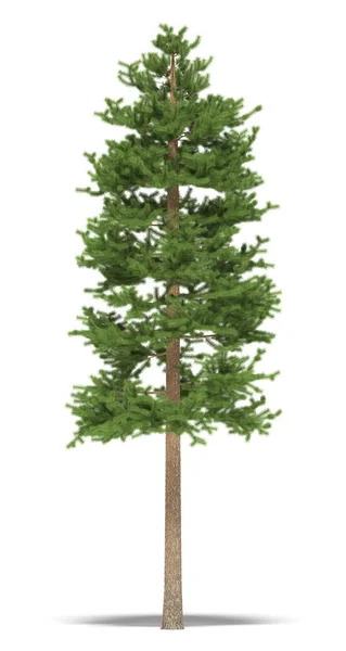 Big Pine Een Witte Achtergrond Het Beeld — Stockfoto