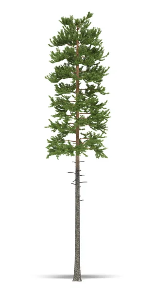 Adult Pine White Background Image — Stock Photo, Image