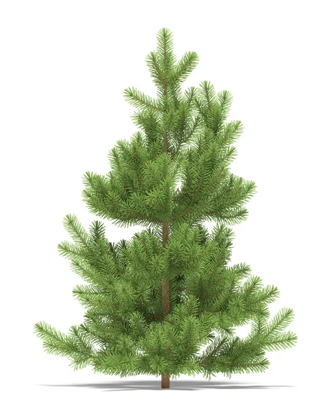 Jonge Pine Een Witte Achtergrond Het Beeld — Stockfoto