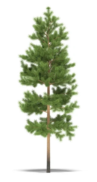 Pine — Stock Photo, Image