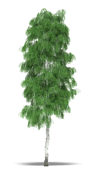 Beyaz Zemin Üzerine Yirmi Metre Huş Ağacı Görüntü Var - Stok İmaj