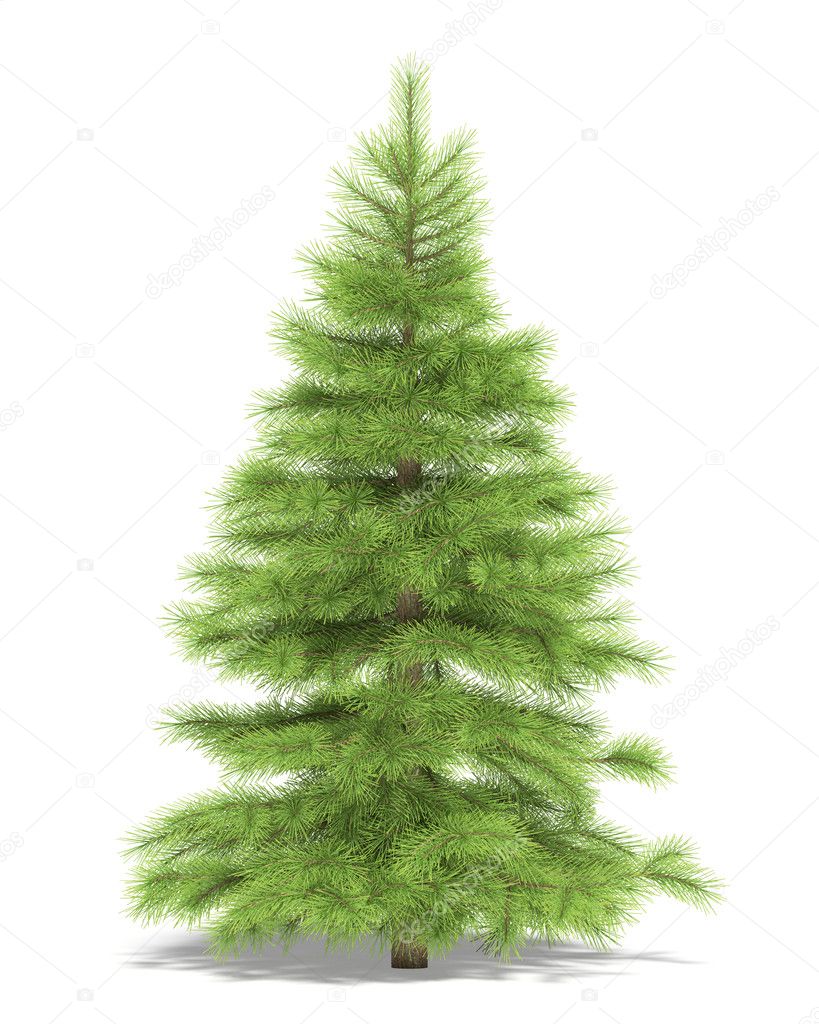 Small spruce on a white background. It's 3D image.