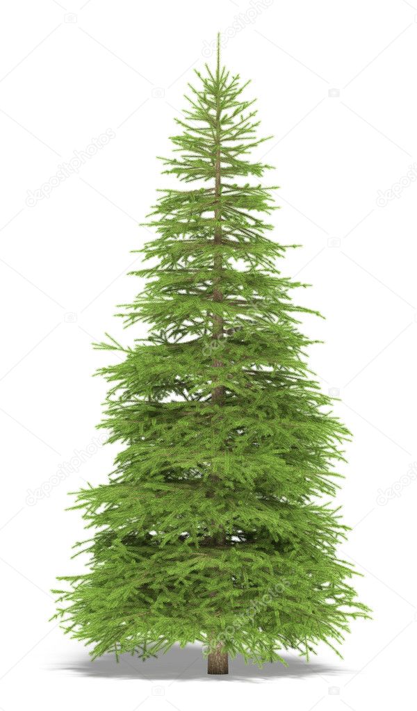 Big spruce on a white background. It's 3D image.