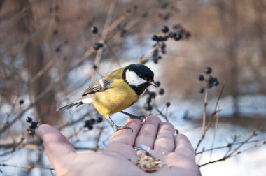 Tit-bird on my hand clipart