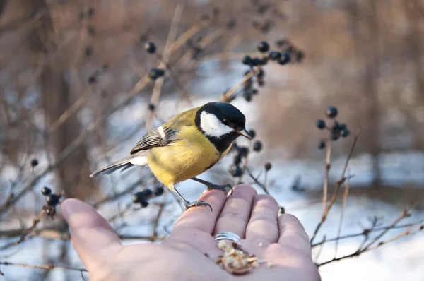 stock image Tit-bird on my hand