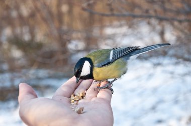 Tit-kuş elde