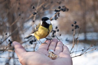 Tit-kuş elde