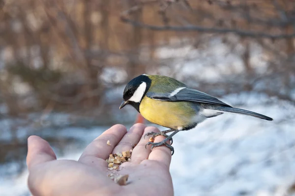 stock image Tit-bird On Hand eating nuts. Photography can be used as an illustration of friendship and trust.