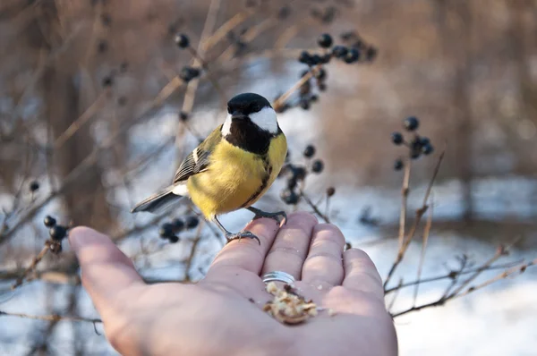 stock image Tit-bird on hand