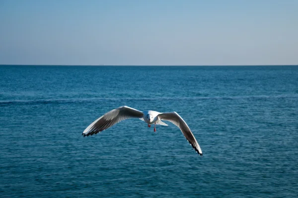 Море и чайки — стоковое фото