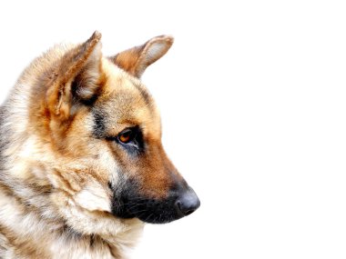 Sad portrait of a German shepherd dog clipart