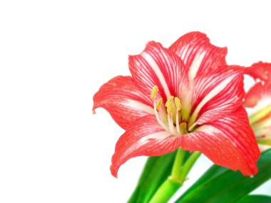 Hippeastrum flower clipart