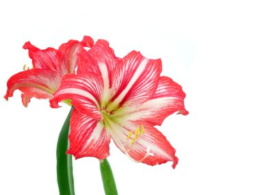 Hippeastrum çiçek