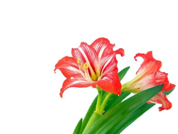 Hippeastrum flower — Stock Photo, Image