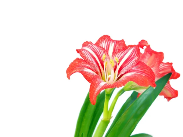 Hipeastrum kwiat — Zdjęcie stockowe
