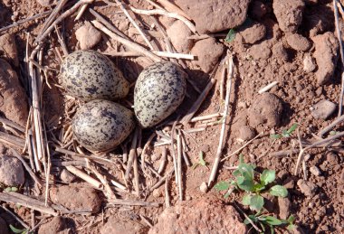 Lapwings nest clipart