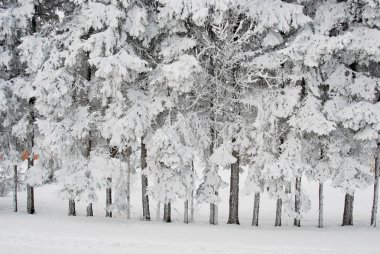 Richly frosted trees clipart