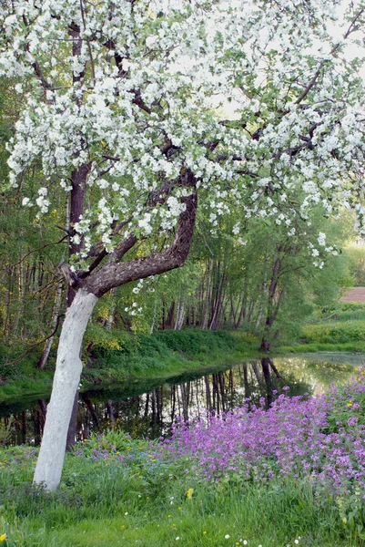 Çiçek açan elma ağacı — Stok fotoğraf