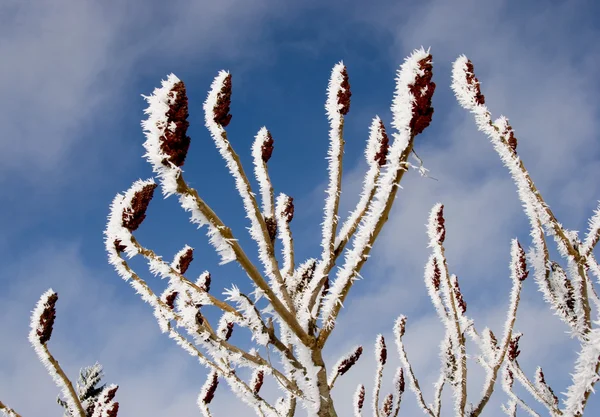 Frosted branches — Stock Photo, Image