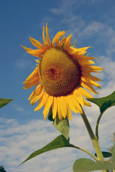 Dojrzałe słonecznik — Zdjęcie stockowe
