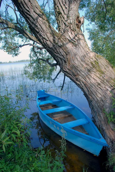 Båt nära willow — Stockfoto
