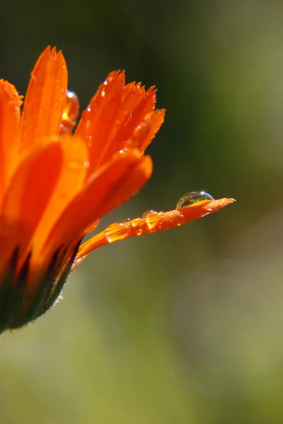 Tautropfen auf Ringelblume — Stockfoto