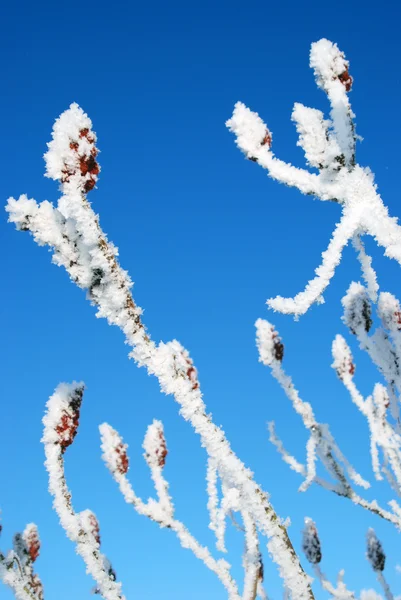 Vit frost — Stockfoto